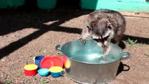 キュートなアライグマの食器洗い！