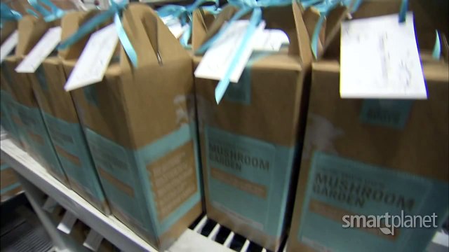 Growing mushrooms from used coffee grounds