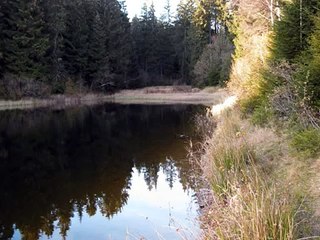 Flusskrebse im Harz.