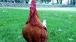 Rooster Crowing In The Morning - Rooster Sounds Effect