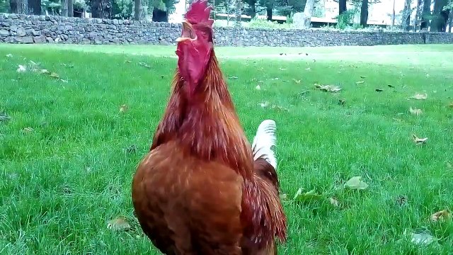 Rooster Crowing In The Morning - Rooster Sounds Effect