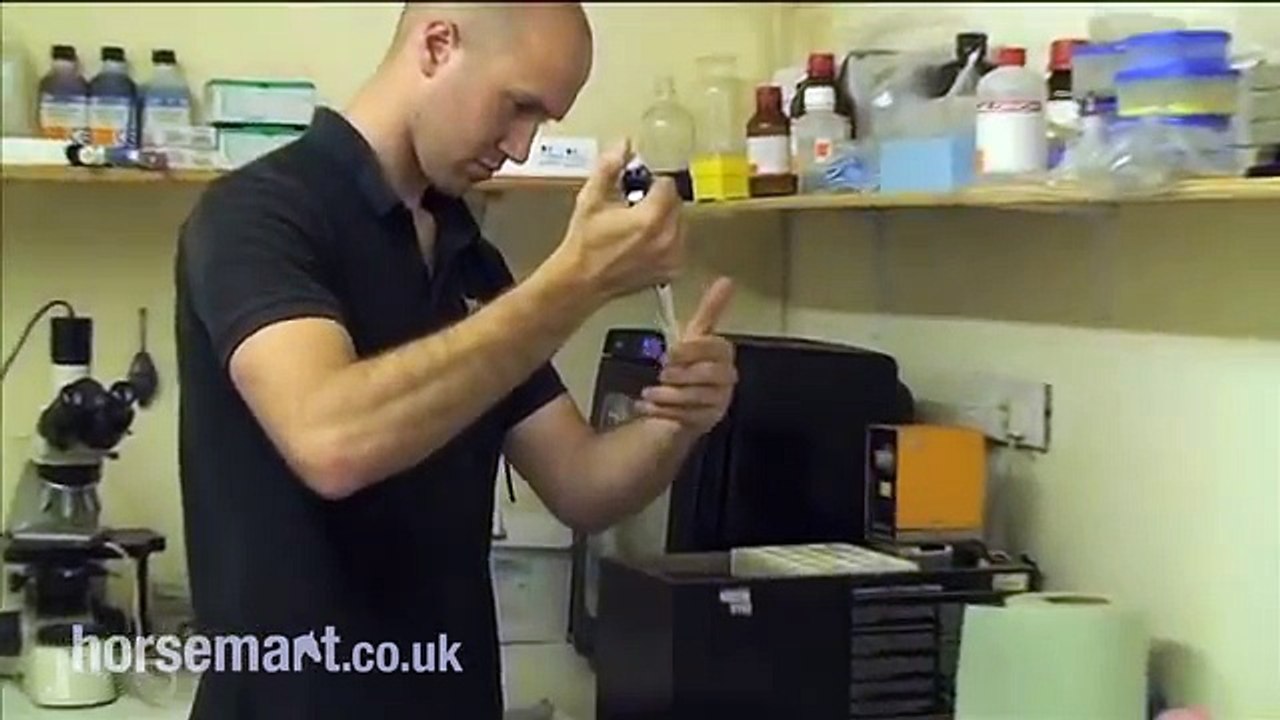 How semen is processed from a stallion.mp4