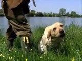 Royal Canin Breed Labrador Retriever Hundefutter