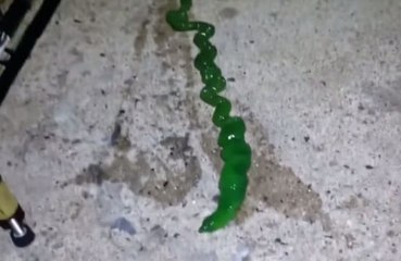 Strange Creature Found In Taiwan