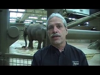 New elephant at the Columbus Zoo
