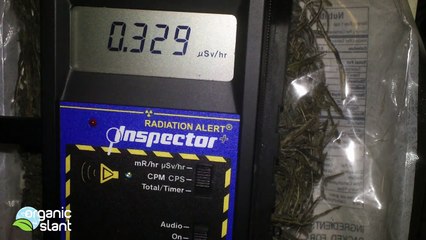 Radiation monitor seaweed strands 10-12-2012 | Organic Slant