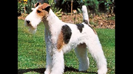fox terrier de pelo duro