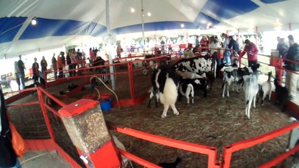 Petting Zoo at North Carolina State Fair