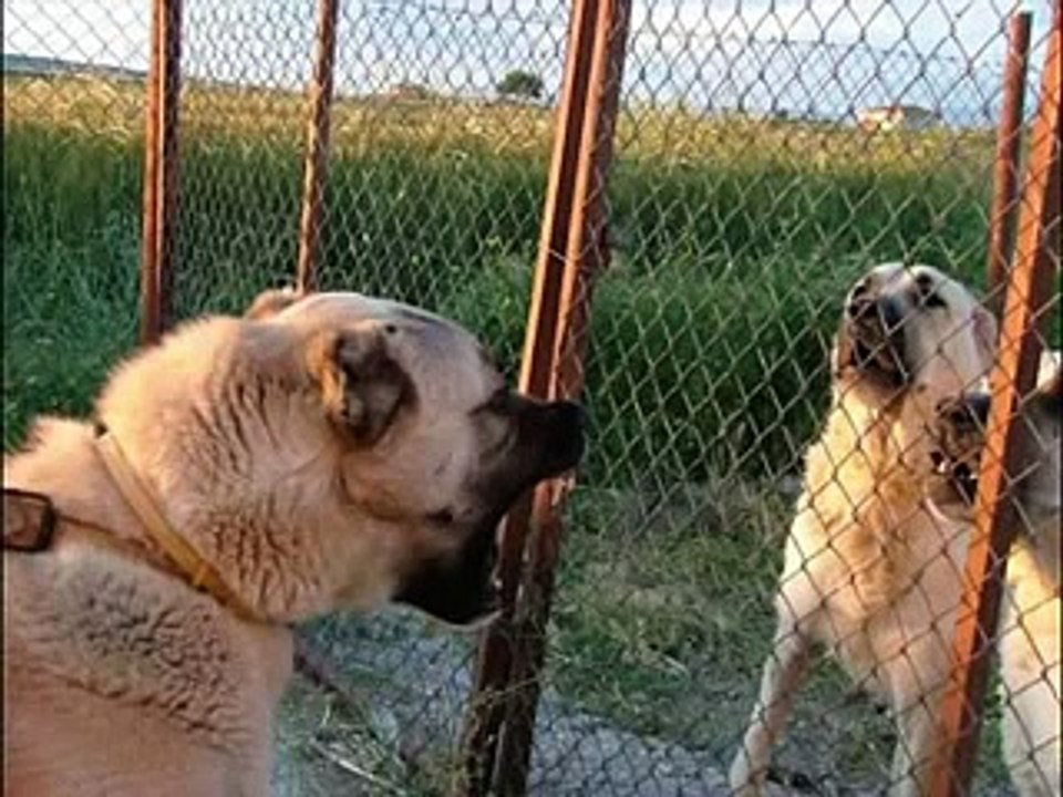 Stärtkste Hund der WELT TÜRKISCHER KANGAL video Dailymotion