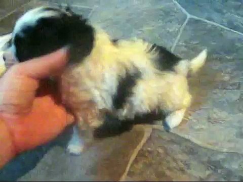 zuchon puppies for sale teddy bear puppies Visit Http:// fuzzywuzzypups.com