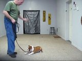 Boxer Puppy Obedience Training Session - Dog Training Ohio