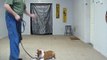 Boxer Puppy Obedience Training Session - Dog Training Ohio