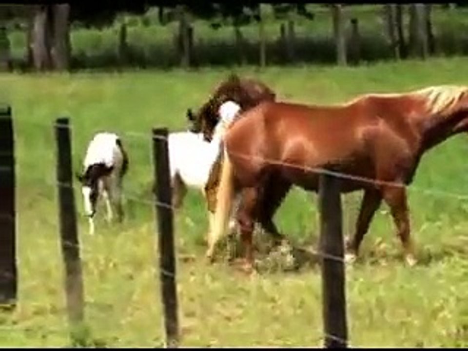 BIG RANCH PAINT & QUARTER HORSES * Venezuela *