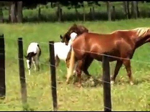 BIG RANCH PAINT & QUARTER HORSES * Venezuela *