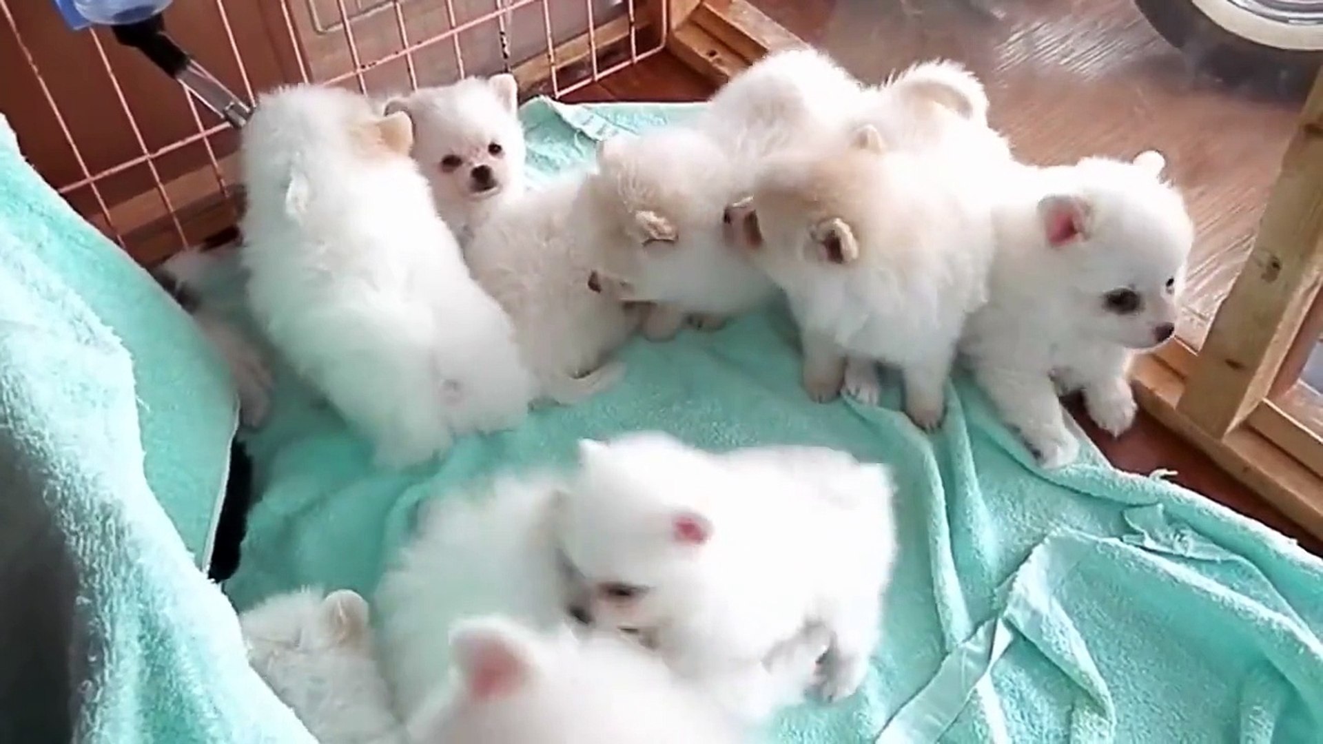 Cutest puppy sale american eskimo dog