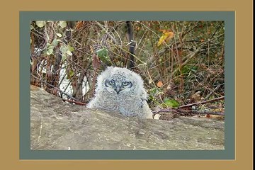 Baby Great Horned Owls and Max