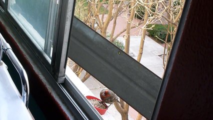 Mis pajaritos son libres