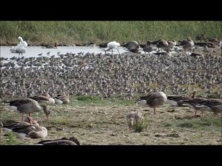 Migrasi burung, vogeltrek, bird migration: Calidris alpina, oleh Nature'sGarlands