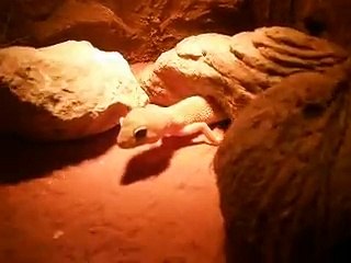 Terrarium gecko léopard (aménagement)