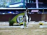 working equitation- medium dressage test. Mulato