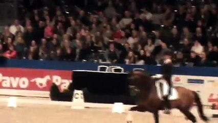 KWPN Stallion Johnson at stallion keuring Feb 2012