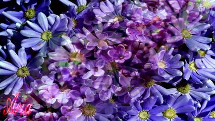 Vaggelis Papathanasiou, Irene Pappa ★ O gliki mou ear