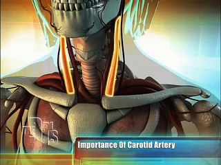 Carotid Artery Ultrasound