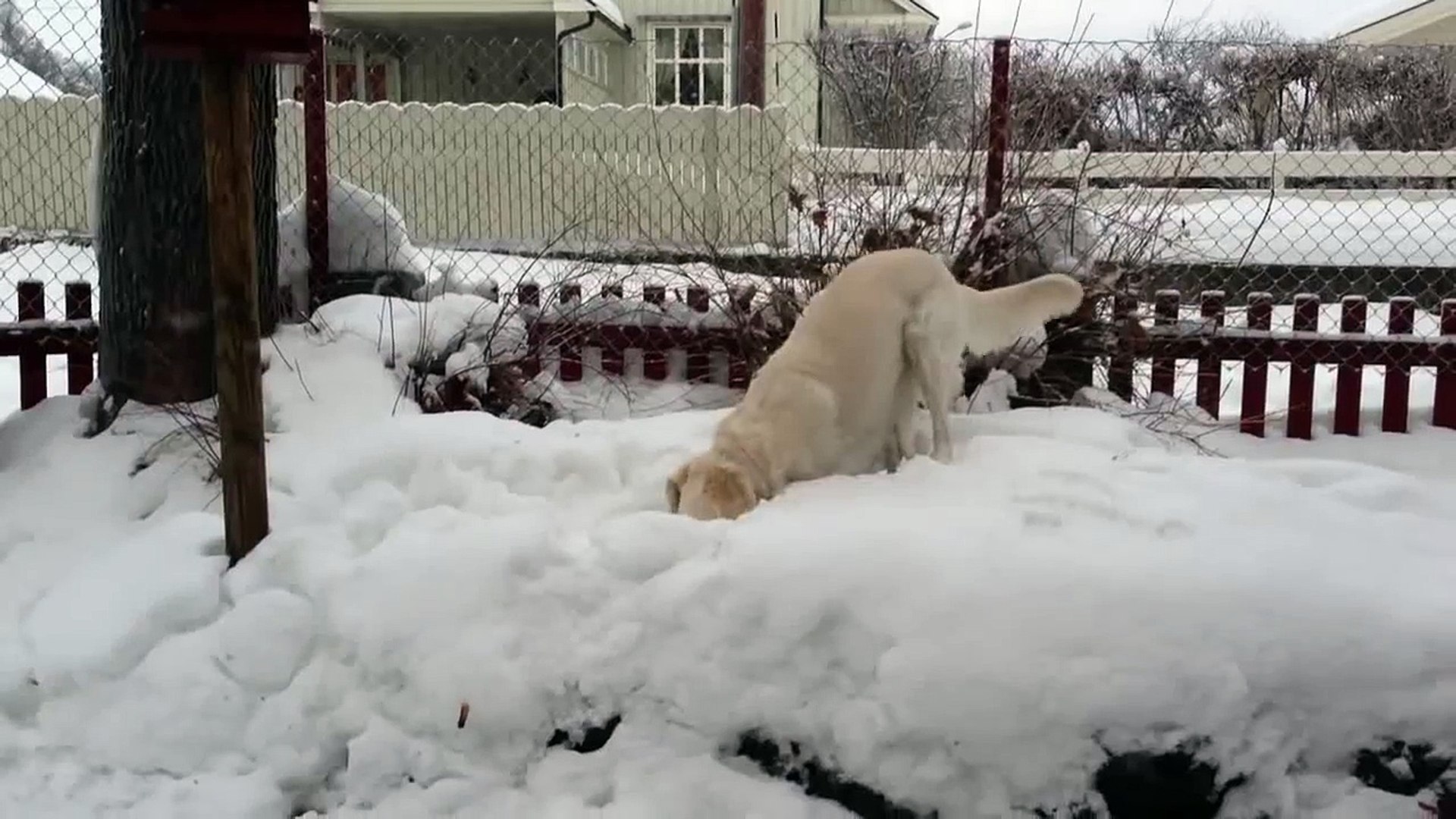 Golden Retriever digging in the snow