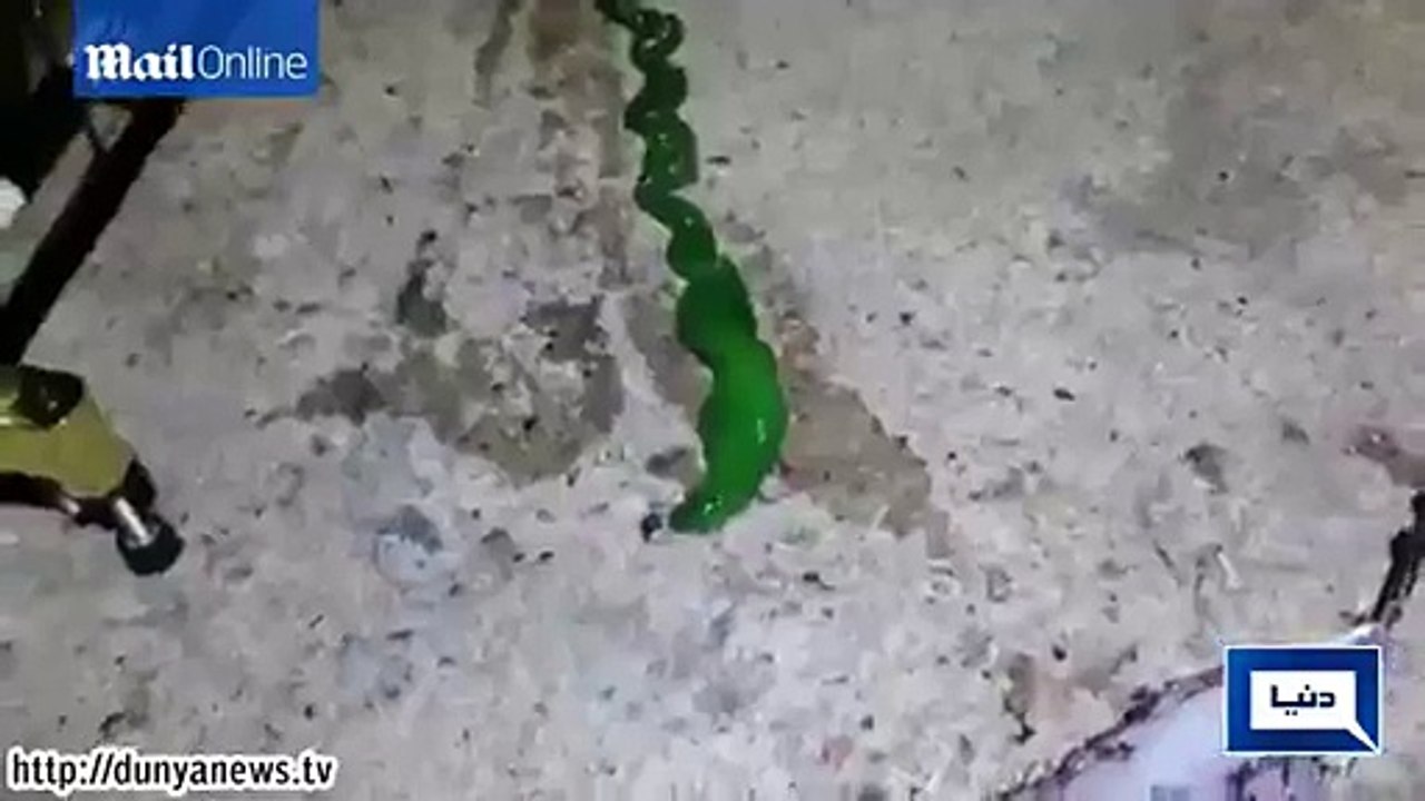 Dunya News- Mystery green ''slime snake'' caught on camera.