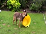 Belgian Malinois puppy playing with a bucket - funny