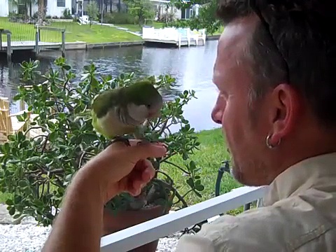 3 Jose The Best Talking Quaker Parrot in the World (11 months)