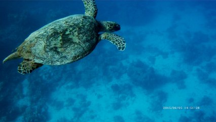 tortue maxime