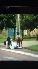 Crazy goat, Punjabi version. Trust me you wont regret watching it.