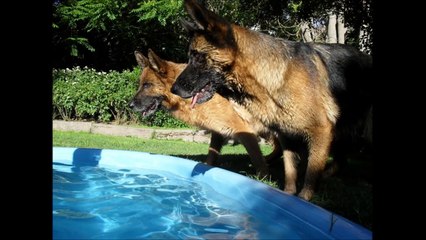 Criadero Perro Pastor Alemán De Guillavescann www.pastoraleman.cl