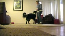 Side Stepping - Clicker Dog Training