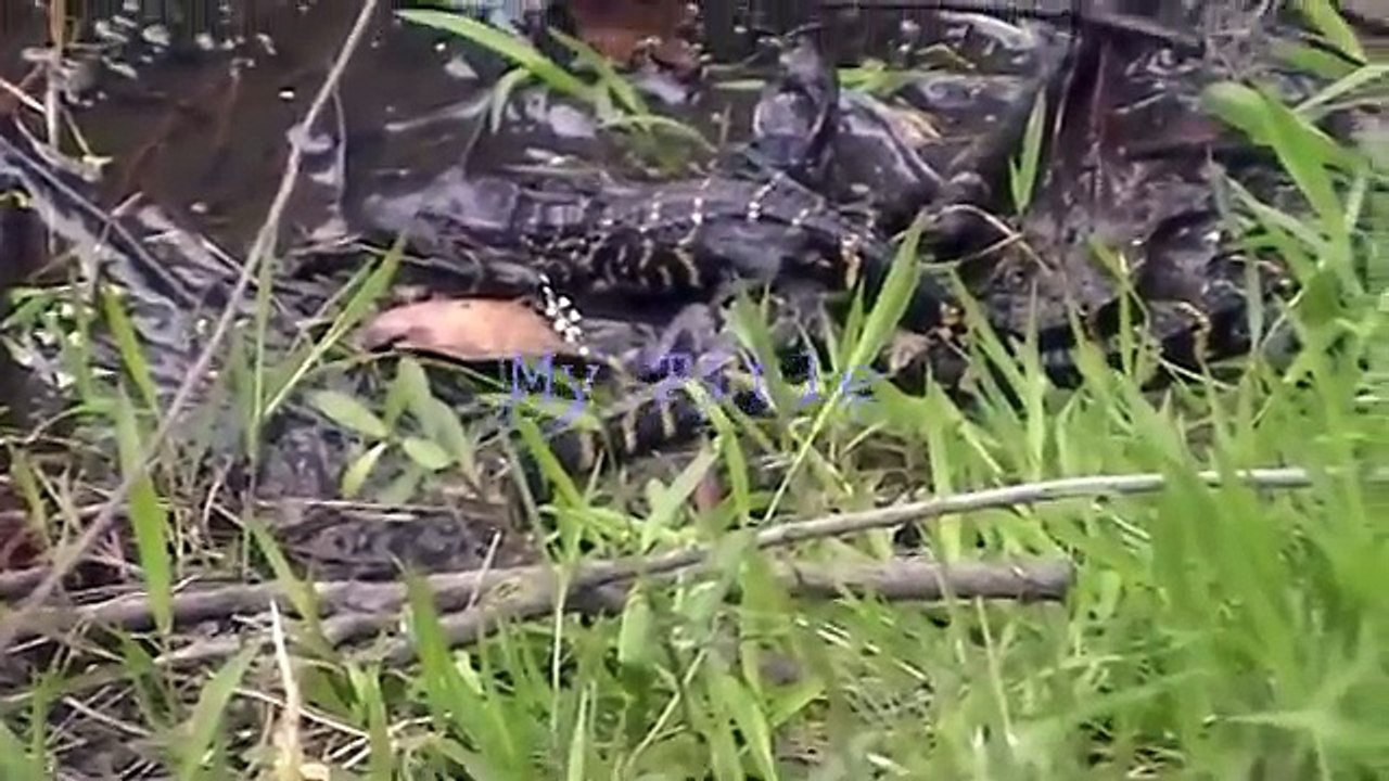Day in the Life of a Alligator Family in Sun City HHI 9/22/2011