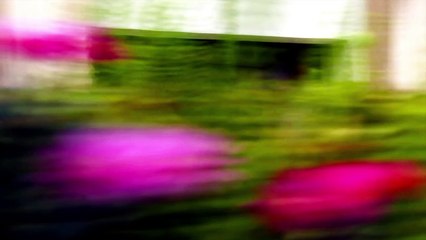 Marqués Eres lo que quiero (Video oficial)