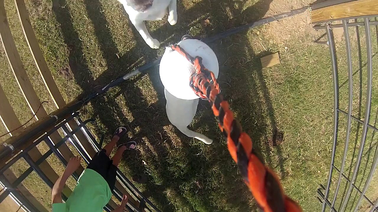 ( GoPro Dog ) :  A Day in the Life of A White Lab and A Chesapeake Bay Retriever