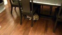 Bengal Cat Rumble Fetching His Carrot Toy Linus Cat Tips