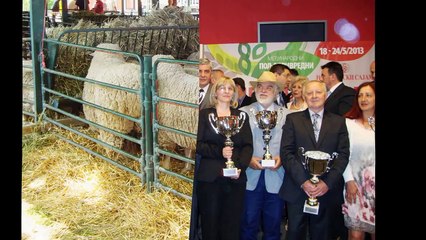 Ovce Ile de France rase- Farma Čuletić ( Hrtkovci, Ruma )