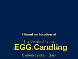egg candling - see the babies