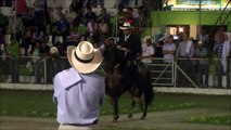 Gran Campeonato Caballos Trocha Pura Colombiana Roldanillo 2014