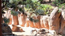 Cría de gacela Mhorr (especie extinta en la naturaleza) en Bioparc Valencia
