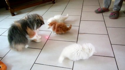 mes bébés 7 semaines