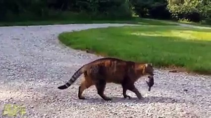 Chipmunks don&#039;t like to get punked!!!!