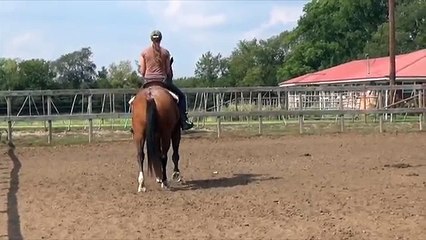 SOLD - 13-YO Bay Roan gelding, Fox Hunt, Trail, Ranch, gentle, broke!