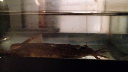 Bozena frog during feeding