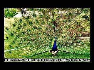 Pedido dos Animais