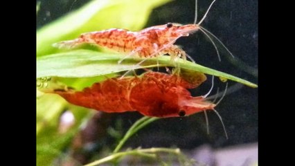 New Sub Shoutouts, 10g Shrimp Tank