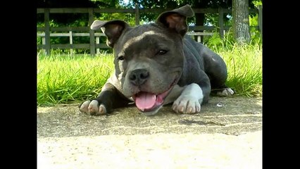 Dog Fighting Is Animal Abuse